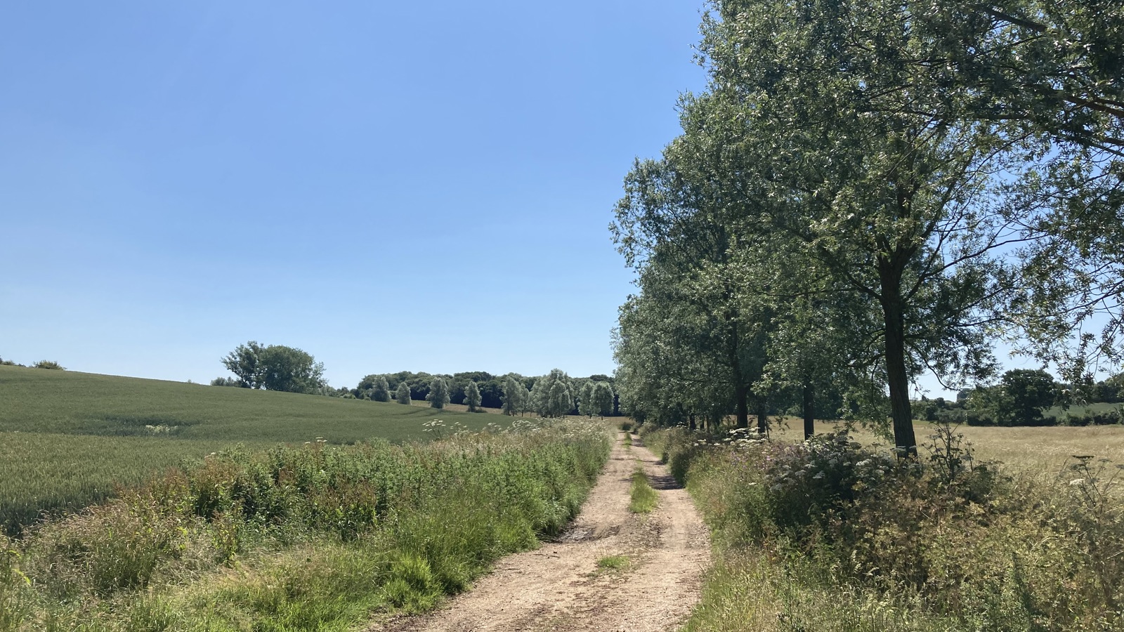 Image of Clark, D - Braxted Park BNG (13)