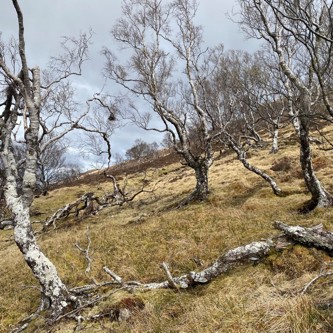 Image of Ghost woodlands