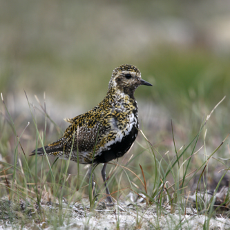 Image of Scotland Newsletter bird