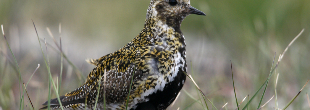 Image of Scotland Newsletter bird