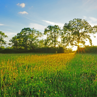 Image of Meadow with sunset