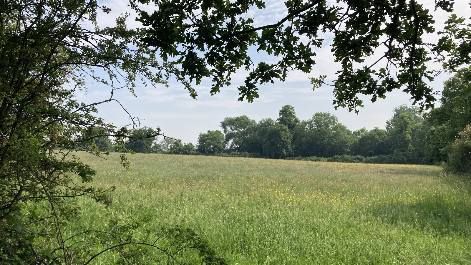 Aldenham Estate - Home Farm- Airfield Grazing (2).JPG