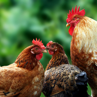 Poultry Farming