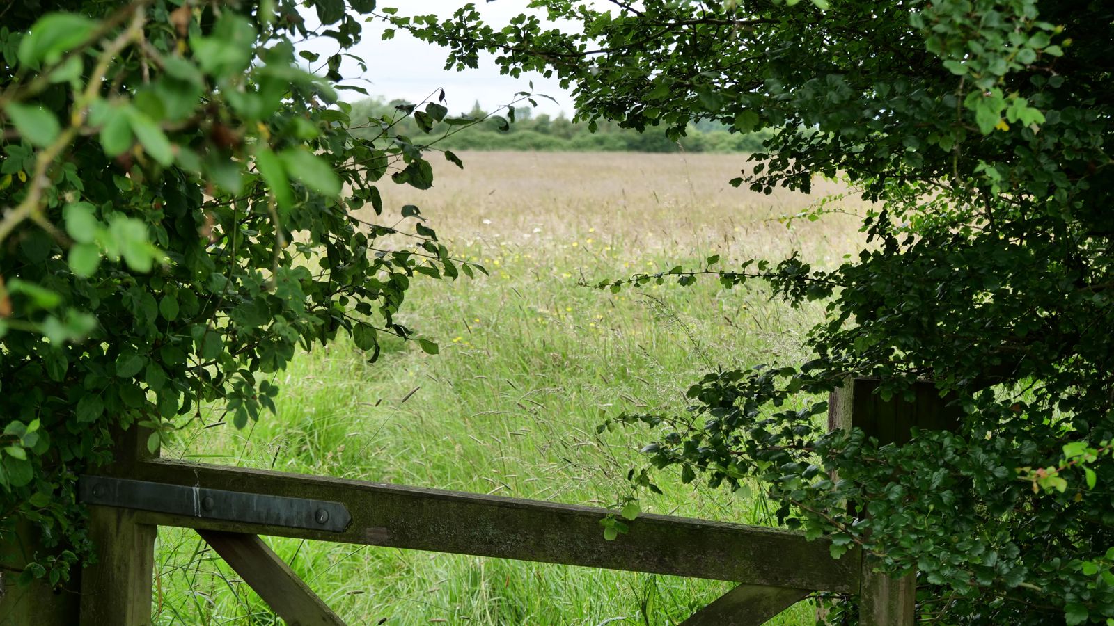 Image of Ludgershall Meadows 1