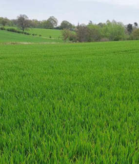 Coming soon: Waltham Abbey