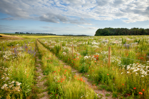 East Cambridgeshire picture 1