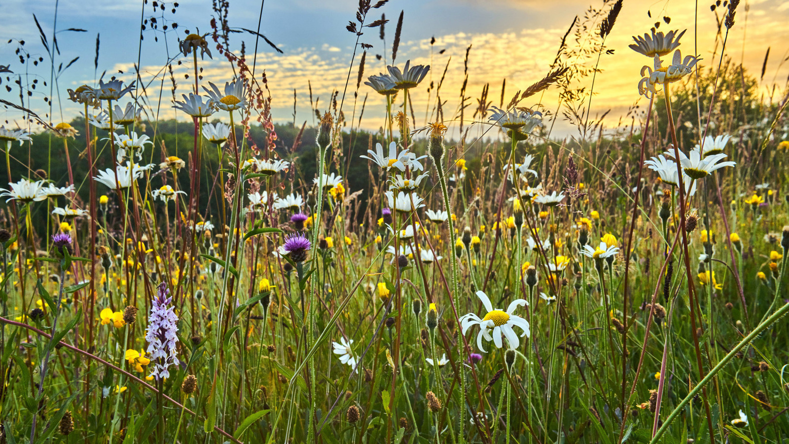 Image of North Yorkshire