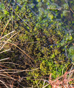 Image of Blackmount – Scotland 28