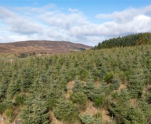 Glen Moy Woodlands, Bridgend picture 4