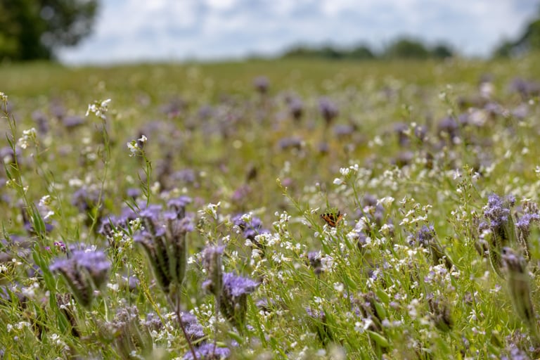 Image of Upper Stour Valley 2 0Q3A7299