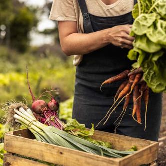 Image of Holding crops